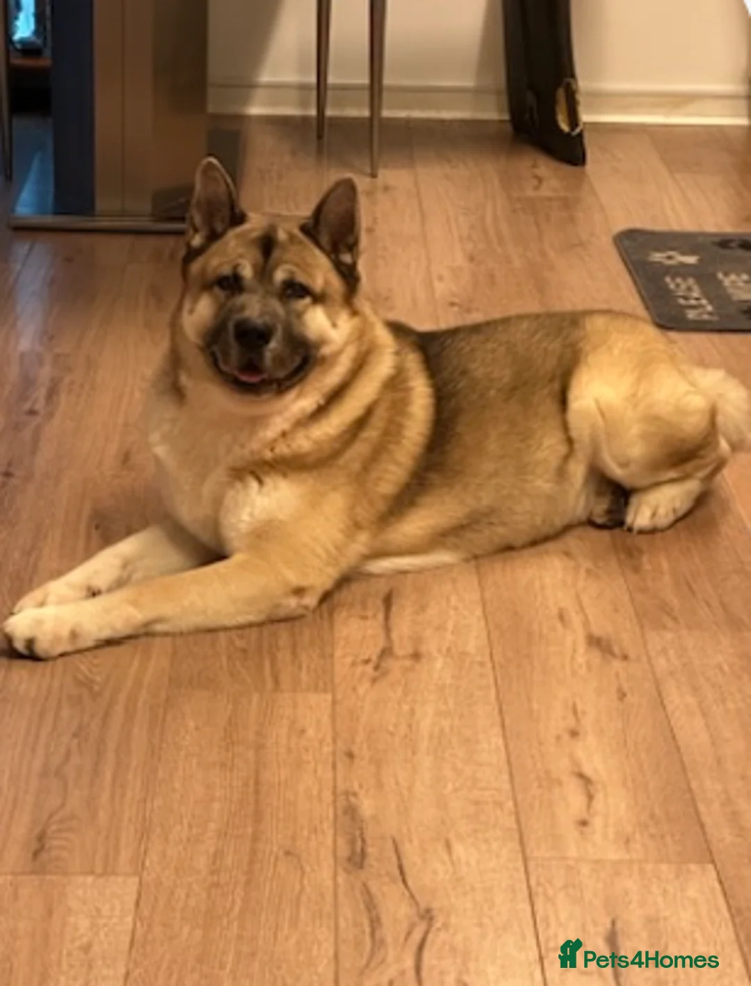 Akita dogs for sale: 4-Year-Old Male Akita Dog – Experienced Home Only - Advert 2