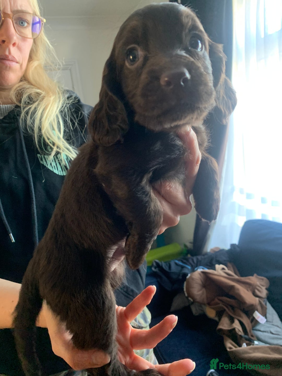 Cocker Spaniel dogs for sale: PURE CHOCOLATE WORKING COCKER SPANIELS  - Advert 25