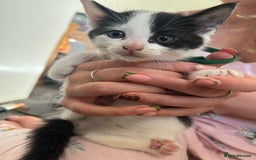Mixed Breed cats for sale: Beautiful loving kittens - Image 8