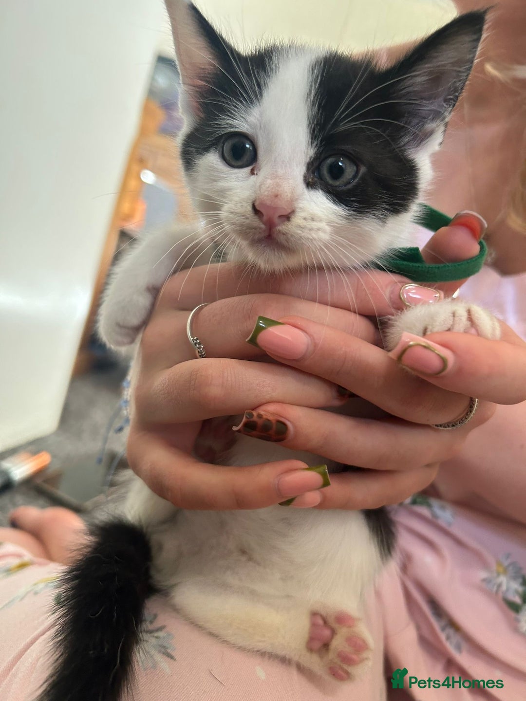 Mixed Breed cats for sale: Beautiful loving kittens - Image 8