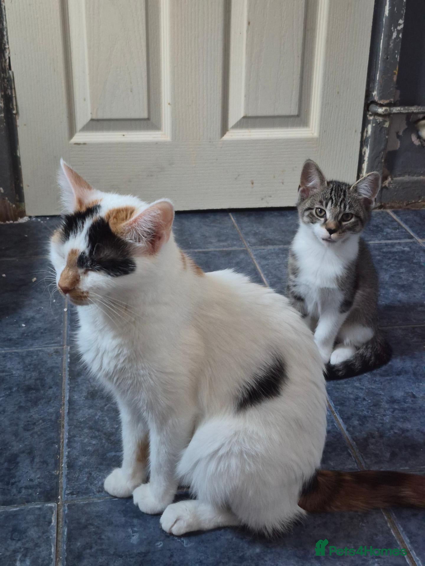Mixed Breed cats 4 gorgeous kitten looking for their forever home - Advert 4