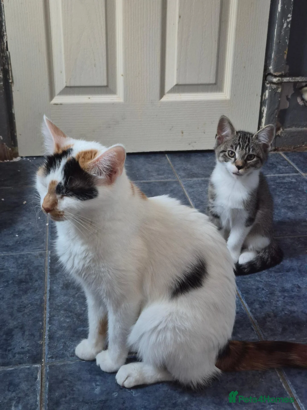 Mixed Breed cats for sale: 4 gorgeous kitten looking for their forever home - Advert 1