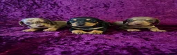 Miniature Dachshund dogs for sale: READY ,Miniature Dauchund puppy - Advert 5