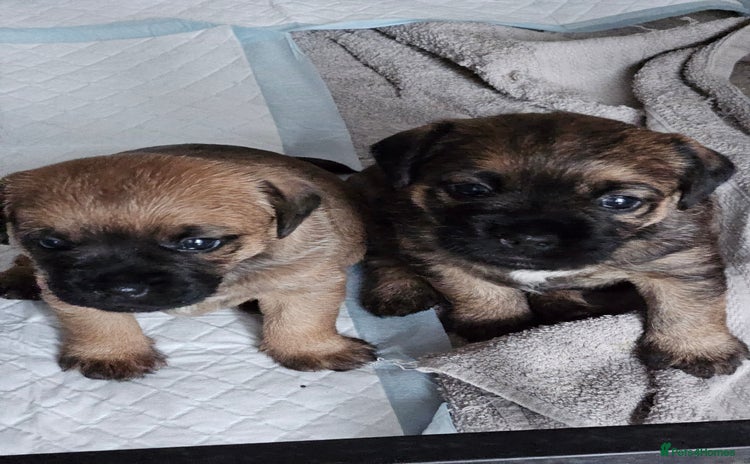 Border Terrier dogs - Advert 1