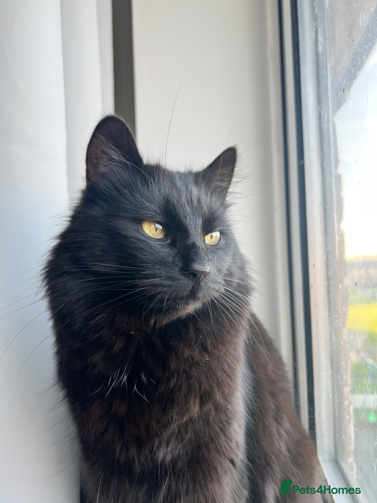 British Longhair cats Male cat for sale - Advert 8