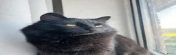 British Longhair cats for sale: Male cat for sale - Advert 1