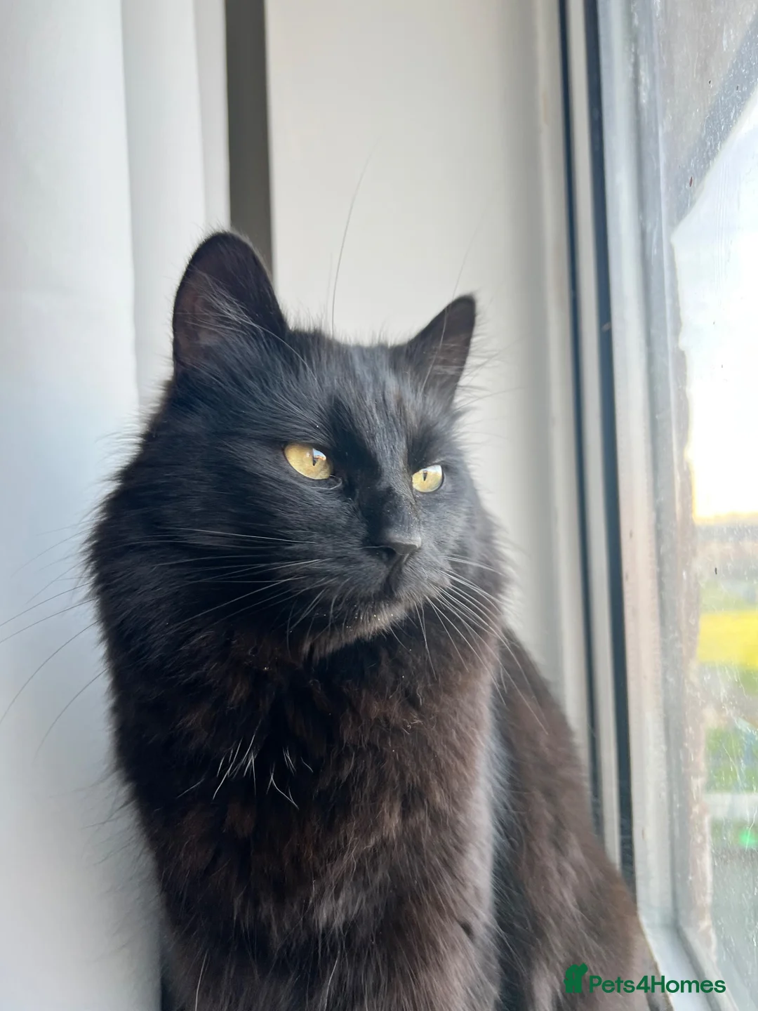 British Longhair cats for sale: Male cat for sale - Advert 1
