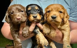 Cocker Spaniel dogs for sale: KC Registered Working Cocker Spaniel Puppies  in Shepton Mallet - Image 3