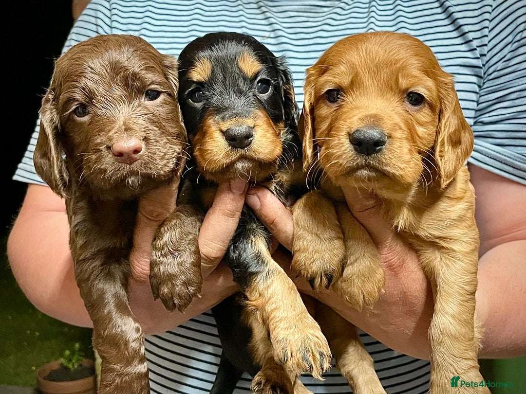 Cocker Spaniel dogs for sale: KC Registered Working Cocker Spaniel Puppies  in Shepton Mallet - Image 3