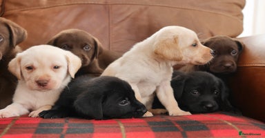 Labrador Retriever dogs Stunning Health Tested Labrador Puppies - Advert 13