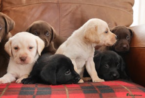 Labrador Retriever dogs Stunning Health Tested Labrador Puppies - Advert 8