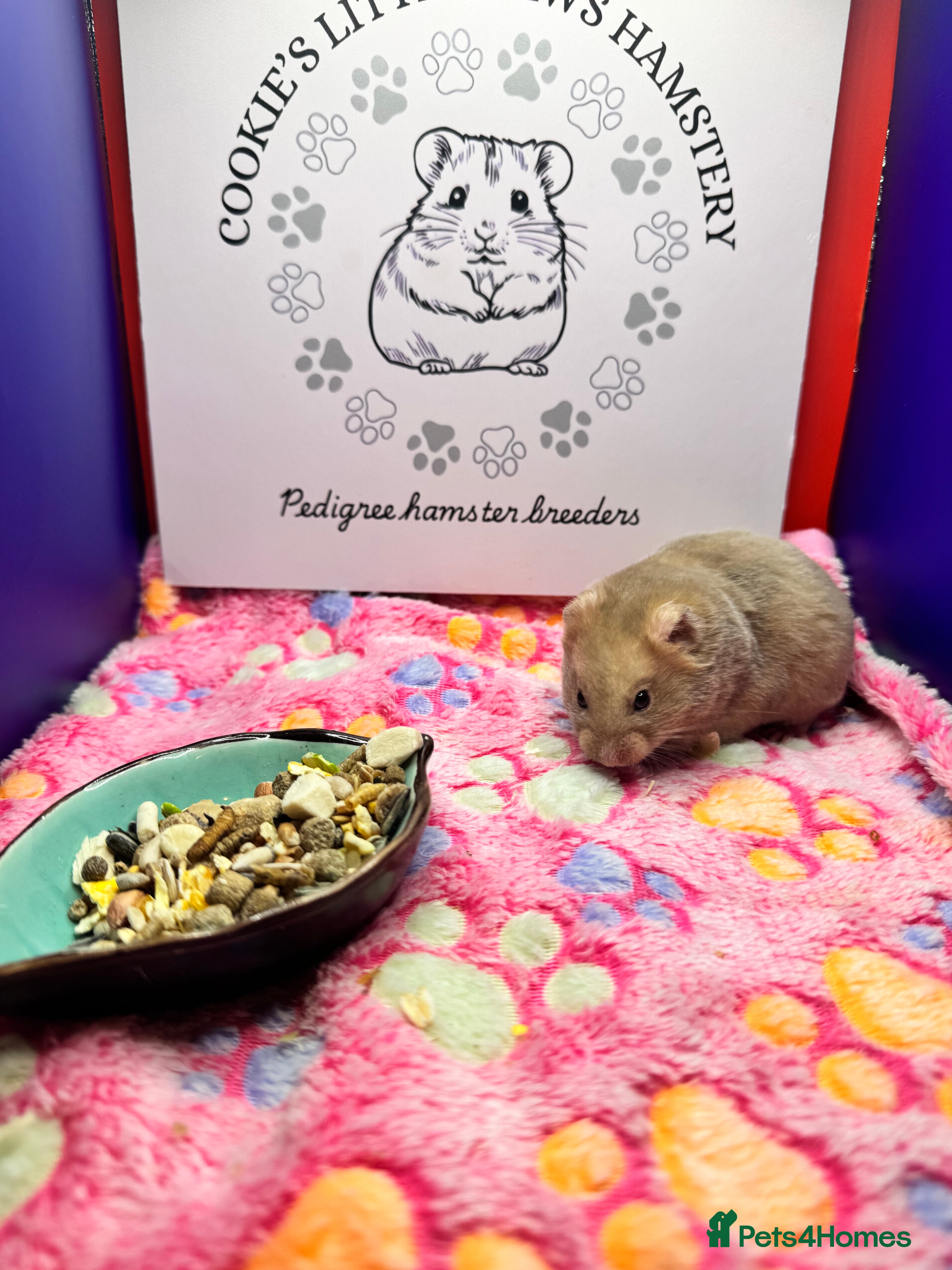 Hamster rodents Pedigree Syrian hamsters - Advert 2