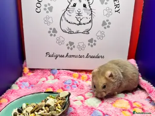 Hamster rodents Pedigree Syrian hamsters - Advert 17