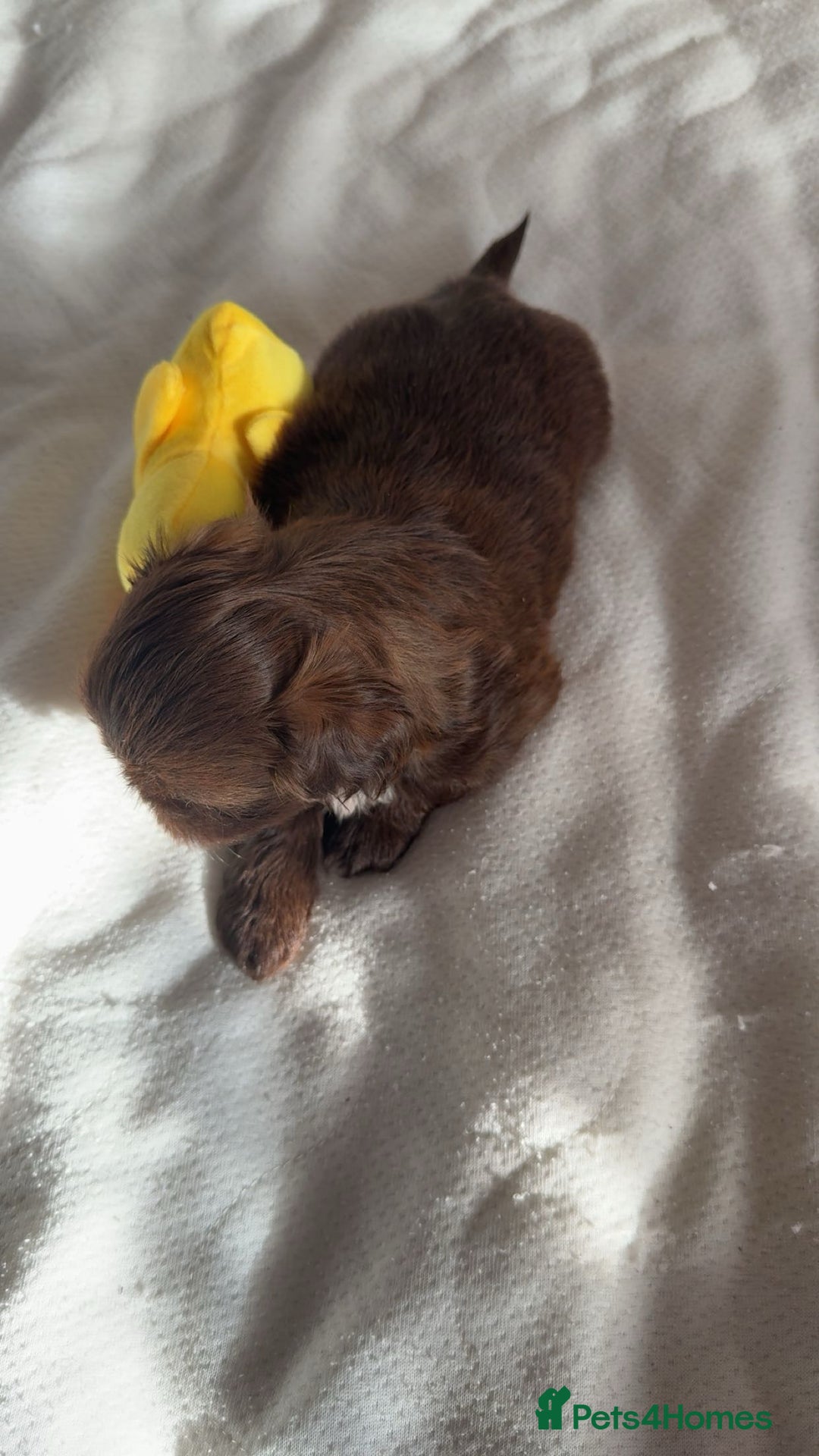 Shih Tzu dogs for sale: Tri-Colour KC Imperial Shih Tzu Puppies - Advert 14