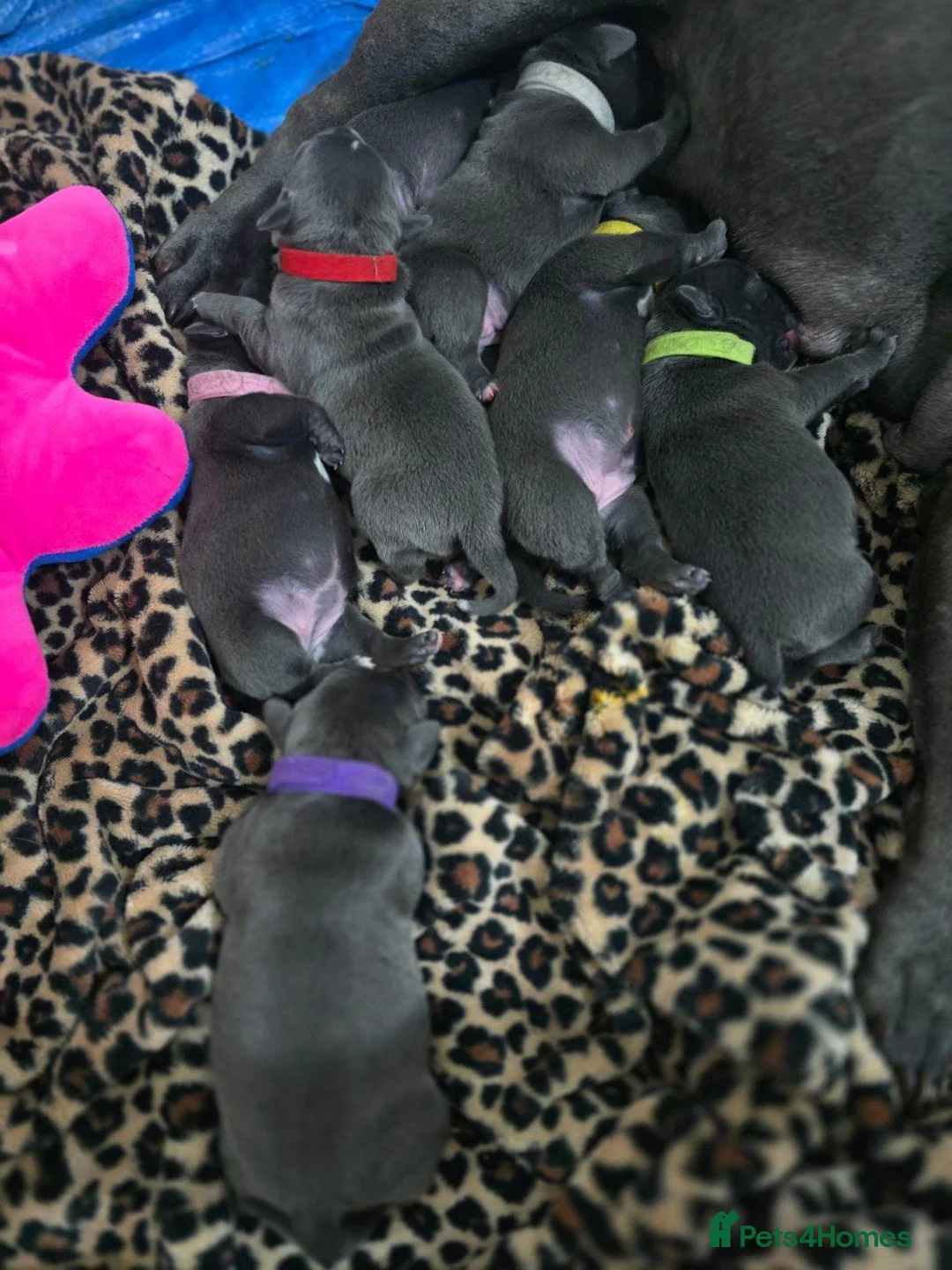 Staffordshire Bull Terrier dogs for sale: Strong PURE Blue Eng Staffordshire Bull Terrier - Advert 2