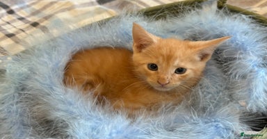 Maine Coon cats - Advert 9