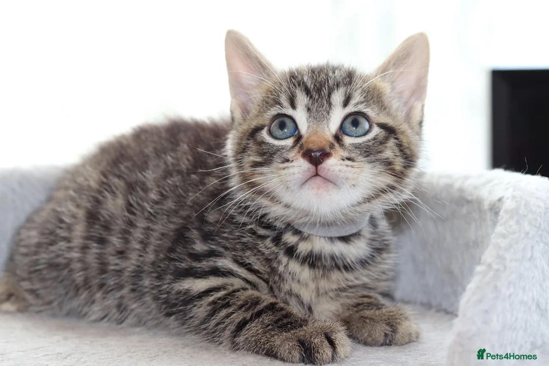 Mixed Breed cats for sale: Adorable Kittens Ready SOON - Advert 25