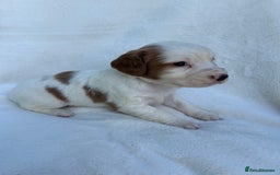 Cocker Spaniel dogs for sale: Beautiful kc registered cockerspaniel puppies  - Image 21