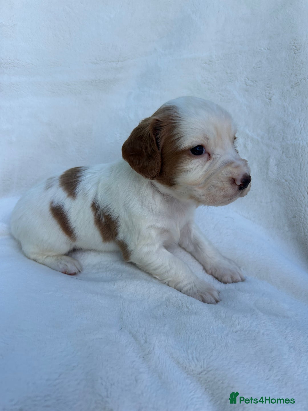 Cocker Spaniel dogs for sale: Beautiful kc registered cockerspaniel puppies  - Image 21