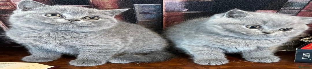 British Shorthair Kitten 2