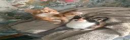 Mixed Breed cats for sale: Just one beautiful little girl left  - Advert 18