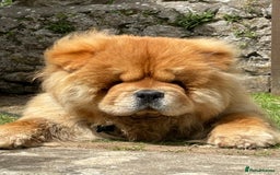 Chow Chow dogs for stud: Welcome to our superb stud team  - Image 7