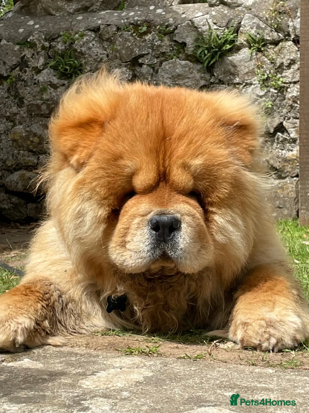 Chow Chow dogs for stud: Welcome to our superb stud team  - Advert 7