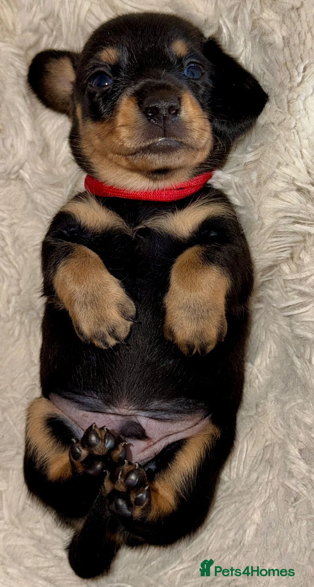 Miniature Dachshund dogs for sale: Your new best friend awaits🥰 5 gorgeous boys🩵 - Advert 13