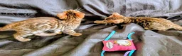 Bengal cats for sale: Stunning Bengal Kittens – Reservations Now Open in Woodford Green - Advert 4
