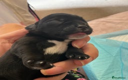 Mixed Breed dogs for sale: Gorgeous Pugapoos ready to leave 07/10/25 - Image 4