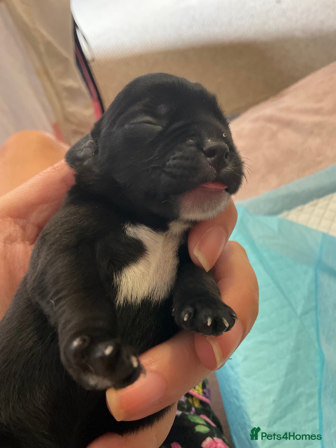 Mixed Breed dogs for sale: Gorgeous Pugapoos ready to leave 07/10/25 - Image 4
