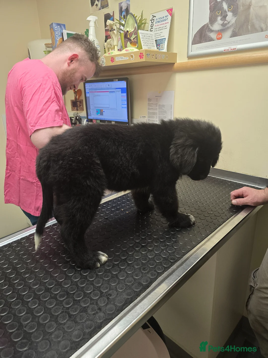 Newfoundland dogs for sale: 1 girl left  - Advert 3