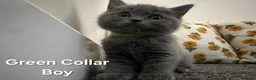 British Shorthair cats for adoption: British Shorthair and Ragdoll Mix Kittens in Walsall - Advert 6