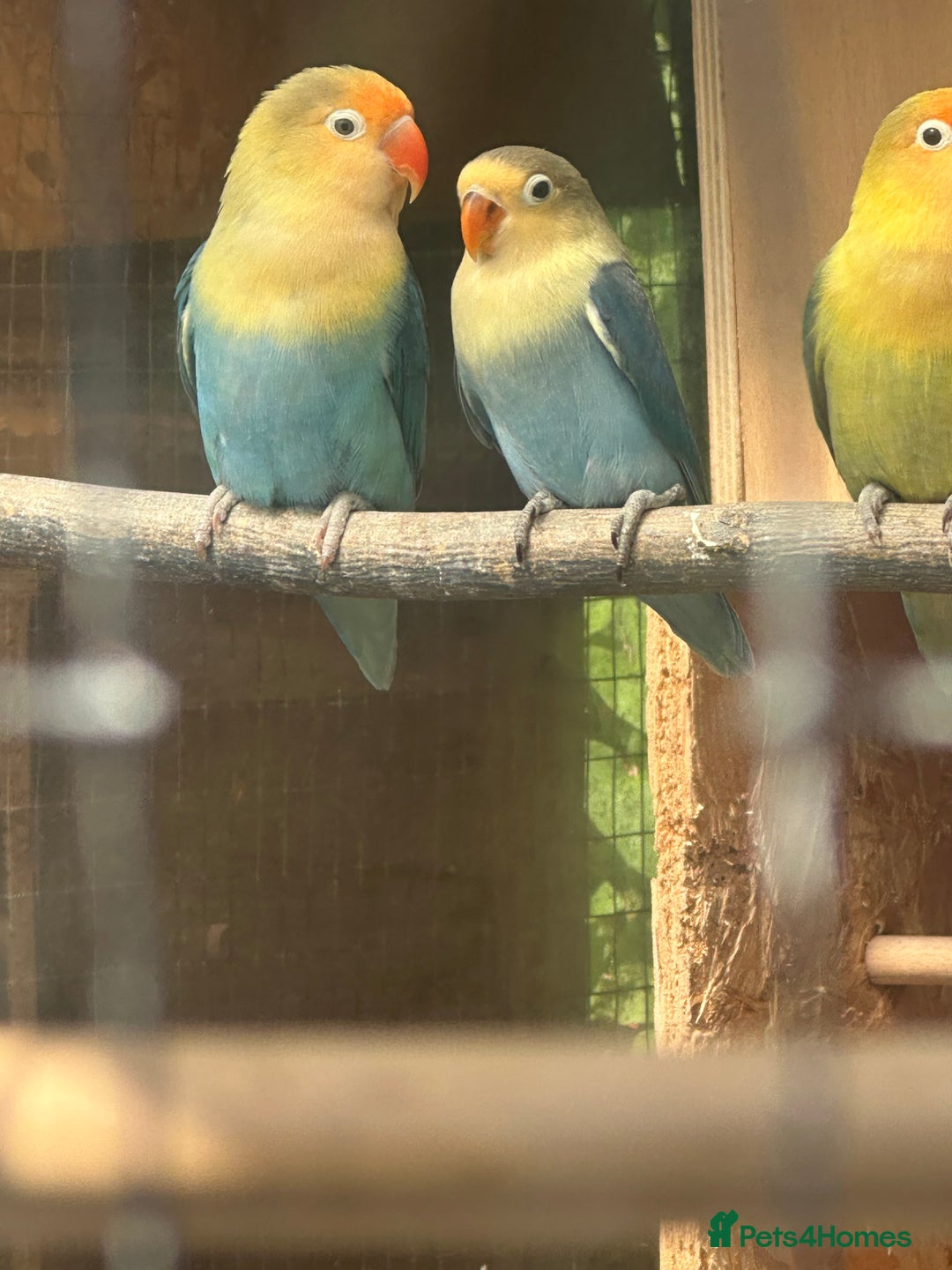 Lovebirds birds for sale: Fischer Lovebird Youngsters - Image 3