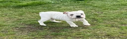 English Bulldog dogs for sale: Standard English Bulldog Puppies  - Advert 11