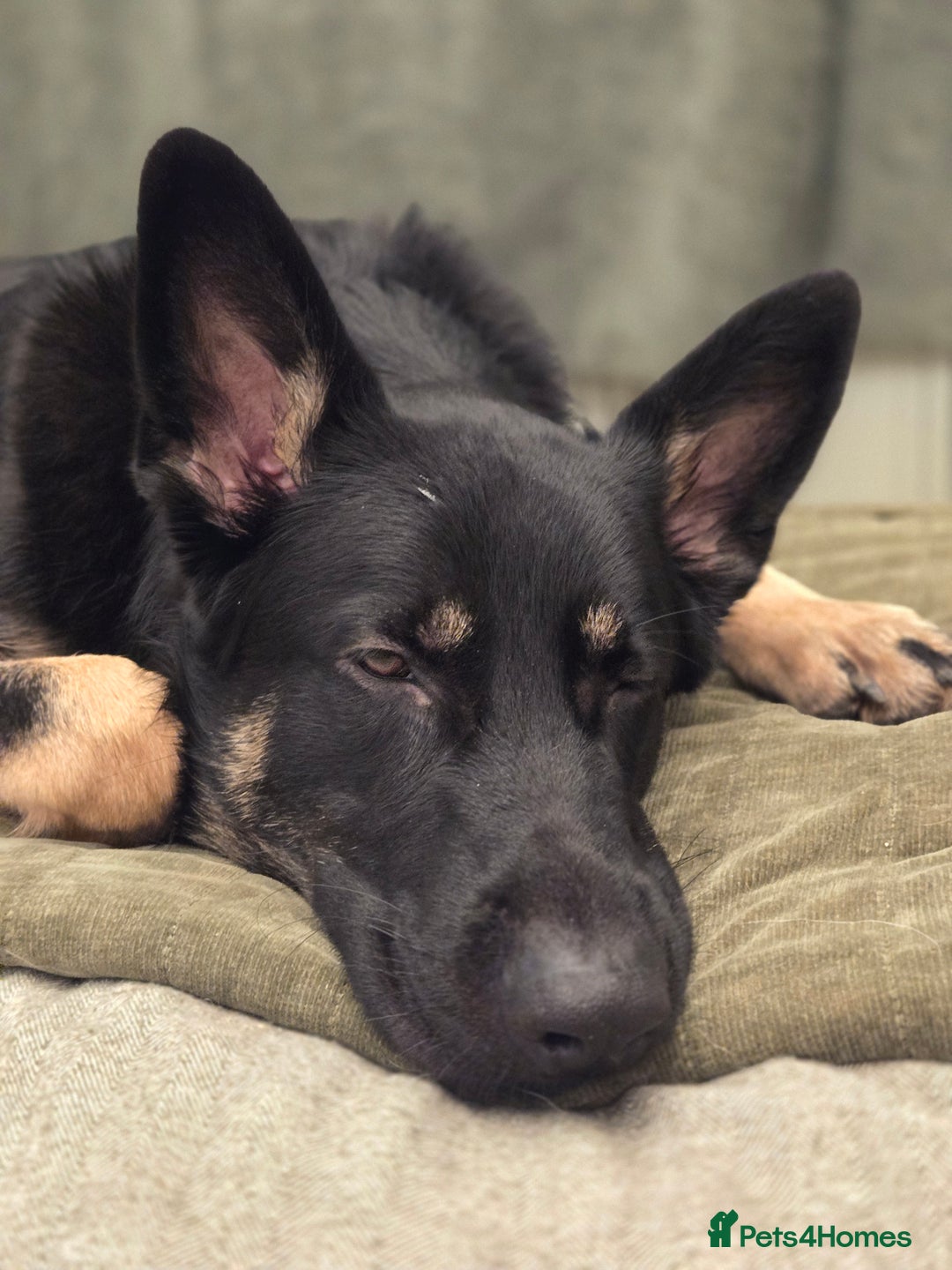 German Shepherd dogs for sale: Male 10 month old German Sheppard  - Advert 6