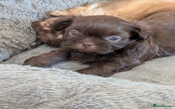 Shih Tzu dogs for sale: Imperial Shitzus - Image 14