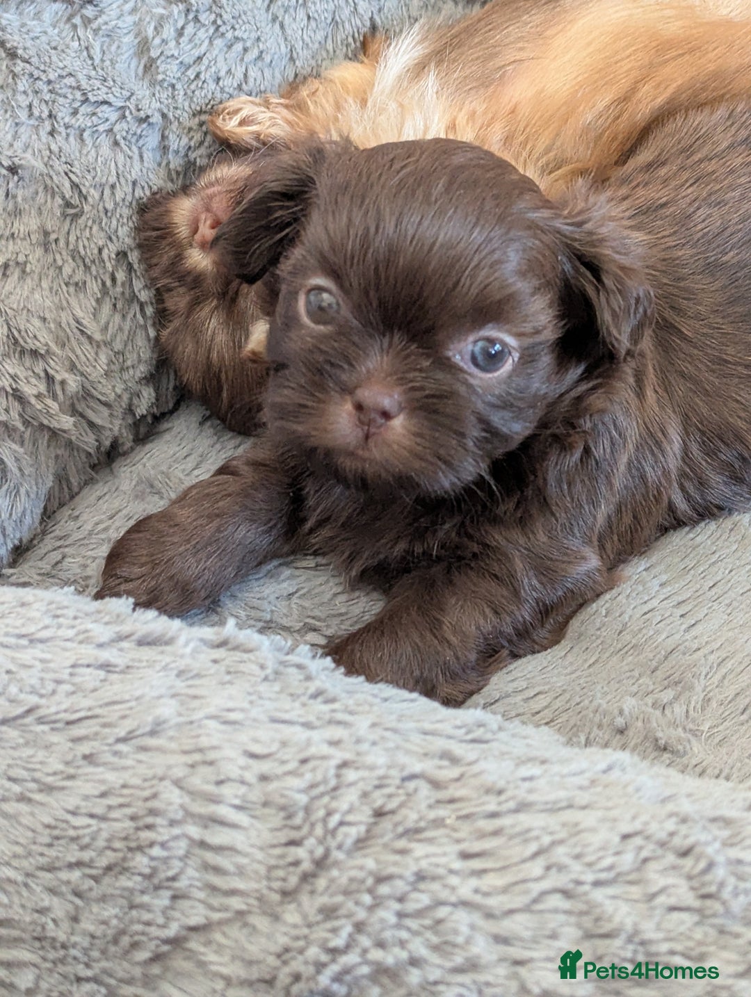 Shih Tzu dogs for sale: Imperial Shitzus - Image 14