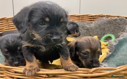 Mixed Breed dogs for sale: Border Terrier cross puppies  - Image 14