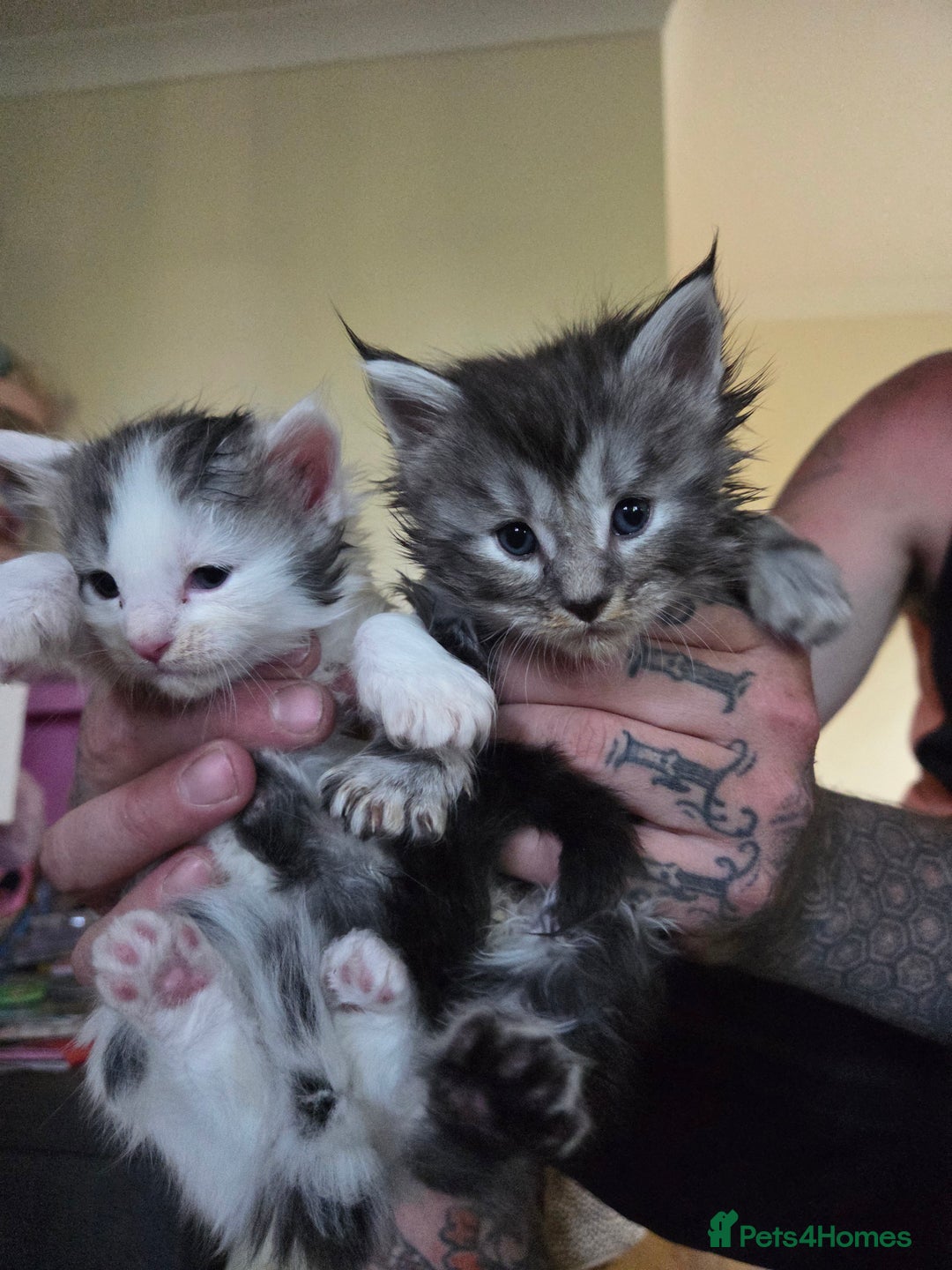 Maine Coon cats for sale: Variety of Maine coon kittens - Image 12