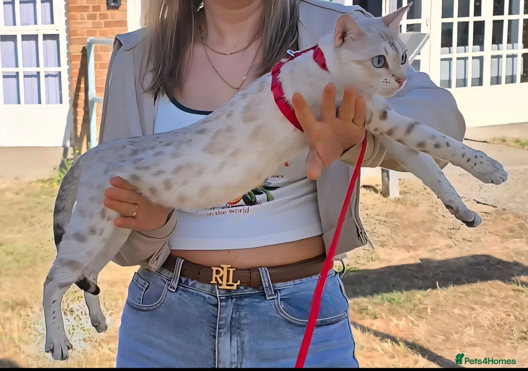 Bengal cats for sale: TICA Registered Snow Bengal Girl – Active Register - Advert 2