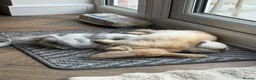 Mini Lop rabbits for sale: 2 Beautiful Mini Lop Rabbits + Luxury Hutch - Advert 3