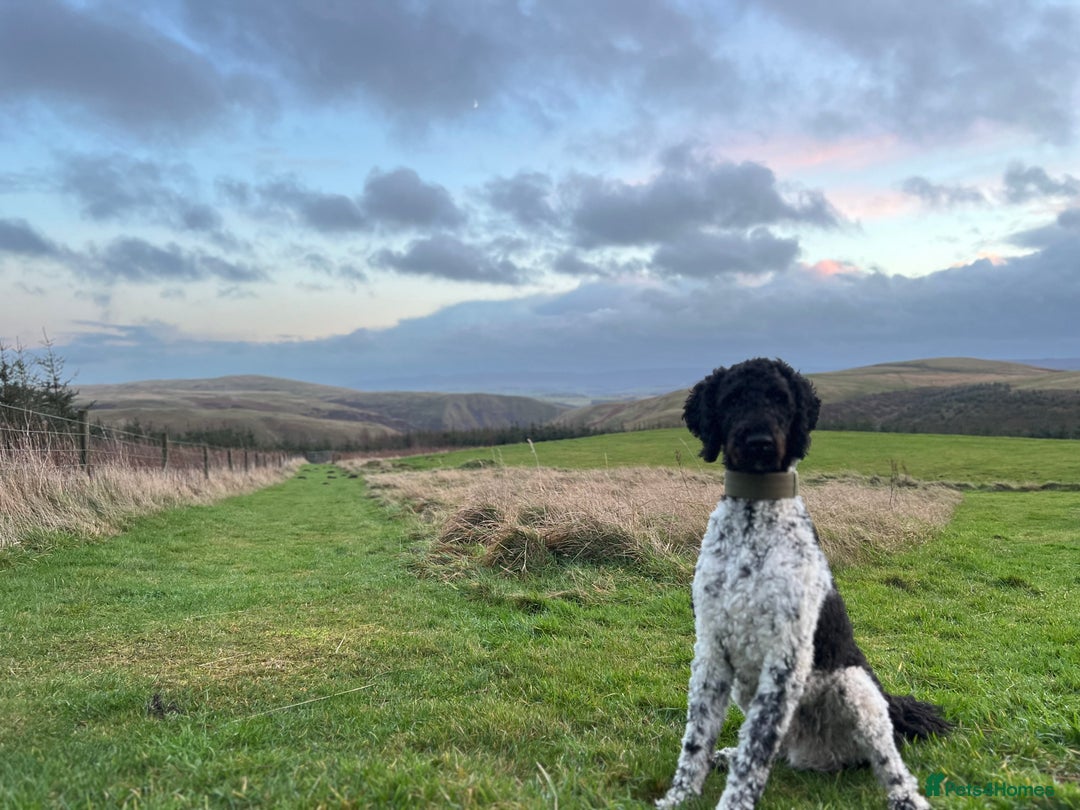 Standard Poodle dogs for stud: Outstanding Parti Standard Poodle Stud - Advert 3
