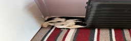Domestic Shorthair cats for sale: Shorthair kittens  in Sudbury - Advert 9