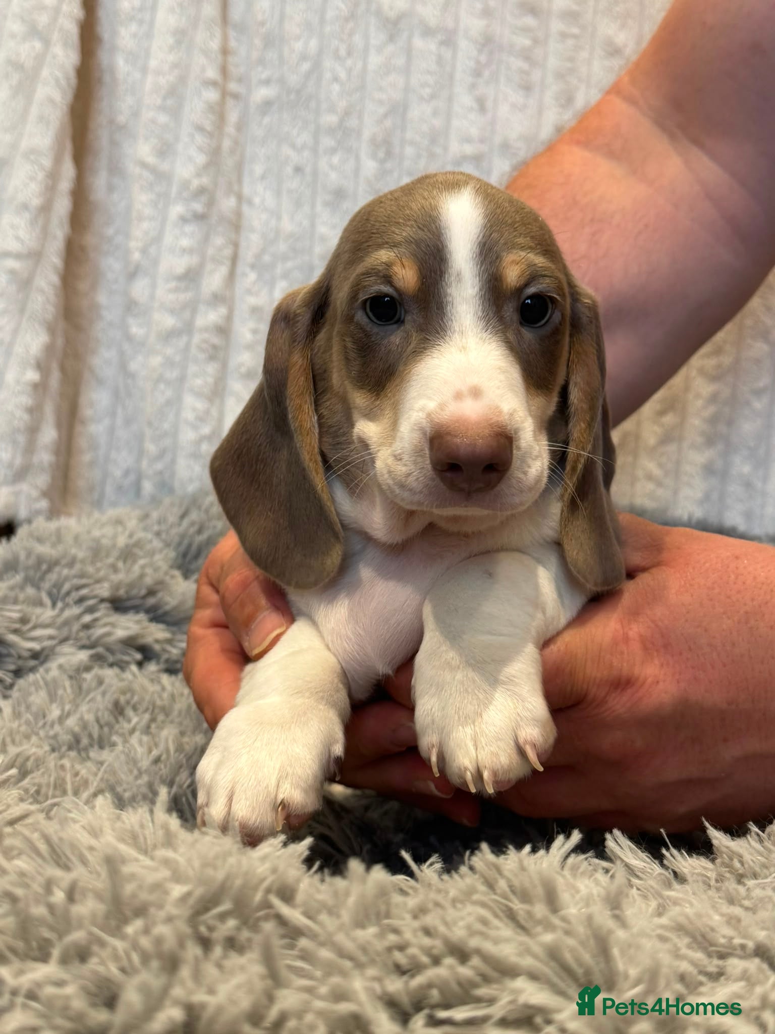 Miniature Dachshund dogs READY TO LEAVE! 3 Miniature Dachshund Puppies - Advert 2