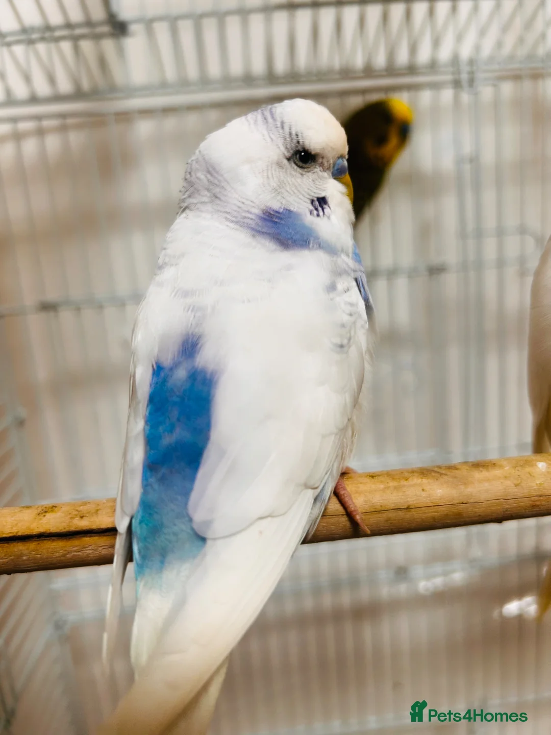 Budgerigars birds for sale: Birds for sale  - Advert 2