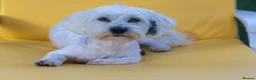 Mixed Breed dogs for adoption: Regina - nickname - Reggie - Advert 13