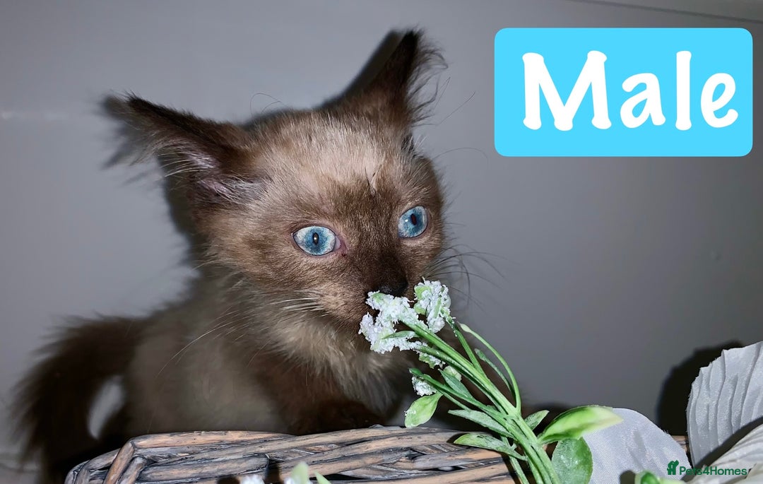 Mixed Breed cats for sale: Beautiful kittens Ready now Open to offers  in Chester - Image 6