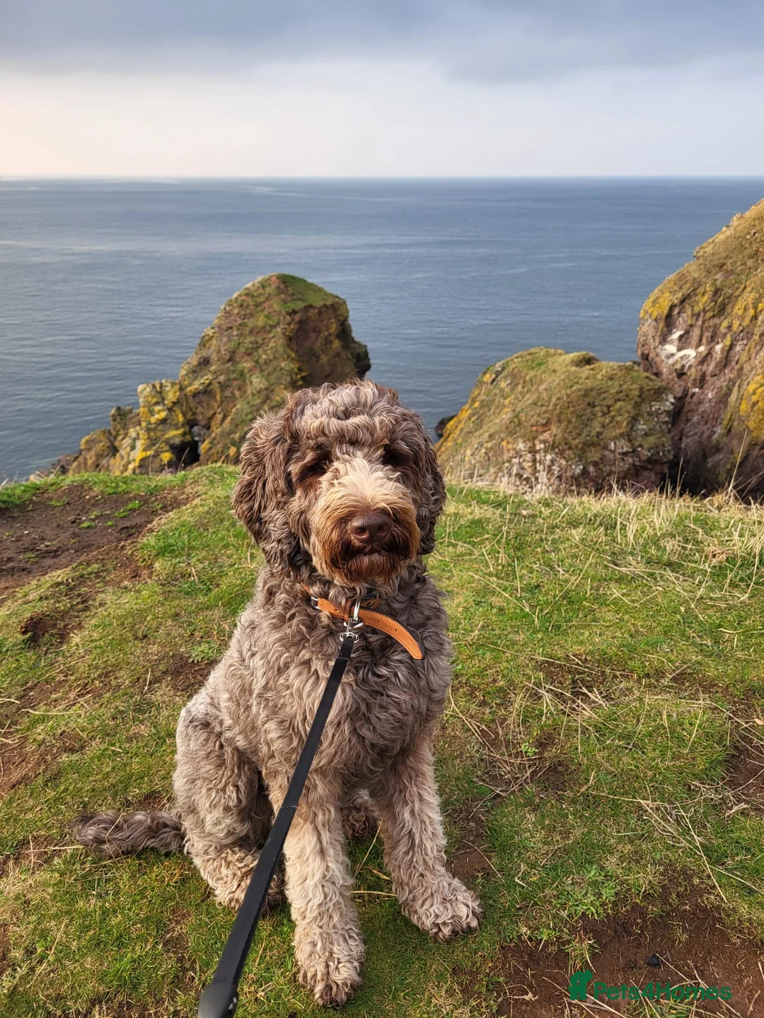 Australian Labradoodle dogs for sale: Australian Labradoodle Puppies Ready Now! - Advert 1