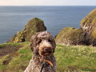 Australian Labradoodle dogs Australian Labradoodle Puppies Ready Now! - Advert 1